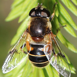 Eristalis picea